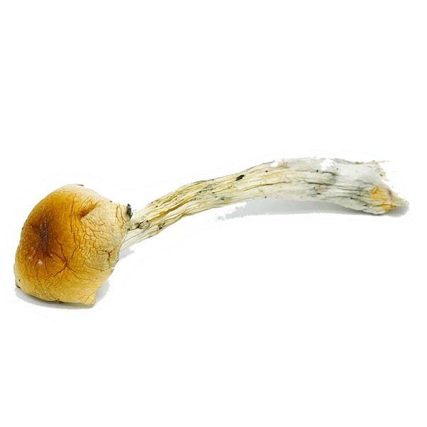 Costa Rican Magic Mushrooms - Image 2